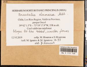 Breutelia dumosa Mitt., Гербарий мохообразных, Мхи - Америка (BAm) (Чили)