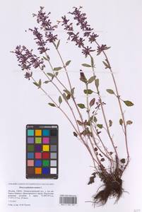 Змееголовник поникший L., Восточная Европа, Московская область и Москва (E4a) (Россия)