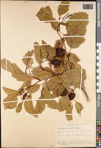 Alnus orientalis Decne., Зарубежная Азия (ASIA) (Турция)