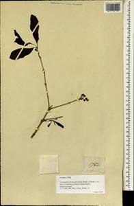 Cratoxylum formosum, Зарубежная Азия (ASIA) (Филиппины)
