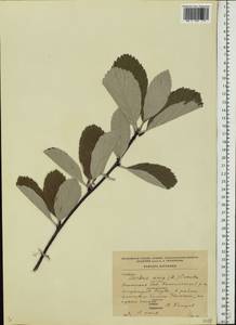 Aria edulis (Willd.) M. Roem., Восточная Европа, Эстония (E2c) (Эстония)
