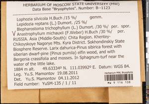 Anastrophyllum michauxii (F. Weber) H. Buch, Гербарий мохообразных, Мхи - Прибайкалье и Забайкалье (B18) (Россия)