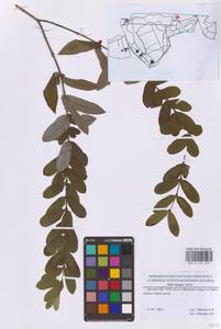 Ива цельнолистная Thunb., Восточная Европа, Московская область и Москва (E4a) (Россия)