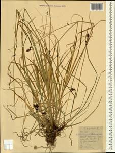 Осока колючковатая L., Кавказ, Ставропольский край, Карачаево-Черкесия, Кабардино-Балкария (K1b) (Россия)