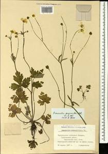 Ranunculus elegans C. Koch, Кавказ, Черноморское побережье (от Новороссийска до Адлера) (K3) (Россия)
