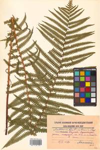 Страусник обыкновенный (L.) Tod., Сибирь, Дальний Восток (S6) (Россия)