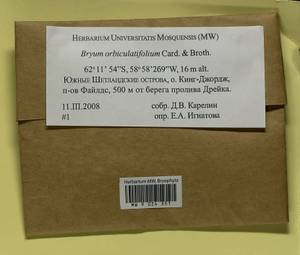 Plagiobryoides orbiculatifolia (Cardot & Broth.) Ochyra & Bedn.-Ochyra, Гербарий мохообразных, Мхи - Антарктика (BAn) (Антарктида)