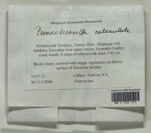 Pseudoleskeella catenulata (Brid. ex Schrad.) Kindb., Гербарий мохообразных, Мхи - Красноярский край, Тыва и Хакасия (B17) (Россия)