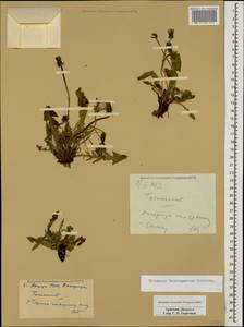 Taraxacum stenocephalum subsp. daralagesicum (Schischk.) Kirschner & Stepánek, Кавказ, Армения (K5) (Армения)