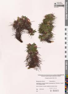 Карагана гривастая, Верблюжий хвост (Pall.) Poir., Сибирь, Чукотка и Камчатка (S7) (Россия)