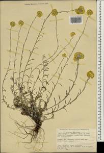 Helichrysum italicum (Roth) G. Don, Зарубежная Азия (ASIA) (Турция)