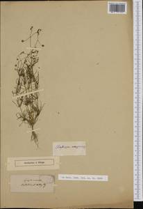 Торица полевая, Торица обыкновенная L., Западная Европа (EUR)