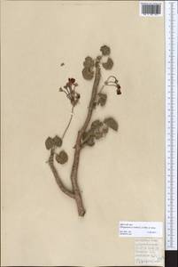 Pelargonium zonale (L.) L?Her. [ex Soland.], Африка (AFR) (Испания)