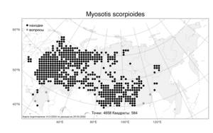 Myosotis scorpioides, Незабудка скорпионовидная L., Атлас флоры России (FLORUS) (Россия)