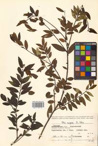 Падуб морщинистый F.Schmidt, Сибирь, Дальний Восток (S6) (Россия)