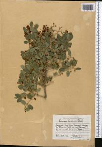 Жимолость Королькова Stapf, Средняя Азия и Казахстан, Западный Тянь-Шань и Каратау (M3) (Киргизия)