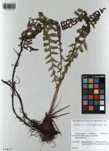 Страусник обыкновенный (L.) Tod., Сибирь, Алтай и Саяны (S2) (Россия)