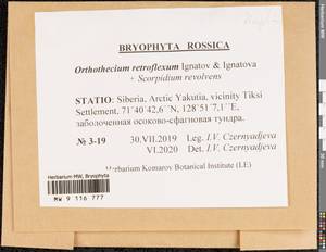 Orthothecium retroflexum Ignatov & Ignatova, Гербарий мохообразных, Мхи - Якутия (B19) (Россия)