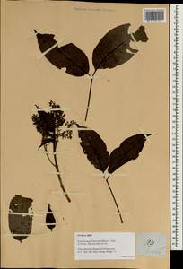 Vitex parviflora A.Juss., Зарубежная Азия (ASIA) (Филиппины)