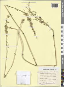 Птицемлечник пиренейский L., Кавказ, Краснодарский край и Адыгея (K1a) (Россия)