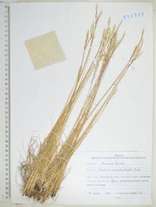 KHA4889, Овсяница ложнобороздчатая Drobow, Сибирь, Дальний Восток (S6) (Россия)