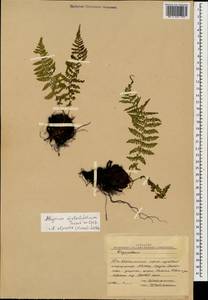 Pseudathyrium alpestre subsp. alpestre, Кавказ, Южная Осетия (K4b) (Южная Осетия)