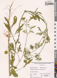 Амми большой L., Сибирь, Чукотка и Камчатка (S7) (Россия)