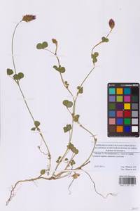 Клевер мясо-красный L., Восточная Европа, Московская область и Москва (E4a) (Россия)