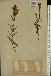 Горечавка легочная L., Восточная Европа, Центральный район (E4) (Россия)