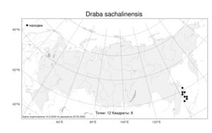 Draba sachalinensis, Крупка сахалинская (F.Schmidt) F.Schmidt, Атлас флоры России (FLORUS) (Россия)