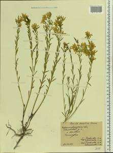 Genista tinctoria subsp. tinctoria, Восточная Европа, Северо-Украинский район (E11) (Украина)