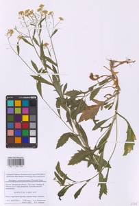 Rorippa × armoracioides (Tausch) Fuss, Восточная Европа, Московская область и Москва (E4a) (Россия)