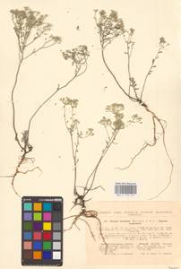 Odontarrhena tortuosa subsp. tortuosa, Восточная Европа, Северо-Украинский район (E11) (Украина)