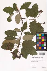Scandosorbus × intermedia (Ehrh.) Sennikov, Восточная Европа, Центральный район (E4) (Россия)