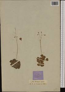 Saxifraga cuneifolia, Западная Европа (EUR) (Швейцария)