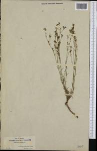 Asperula aristata L.f., Западная Европа (EUR) (Испания)