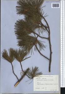 Pinus peuce Griseb., Западная Европа (EUR) (Болгария)