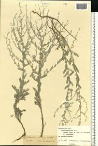 Полынь поникающая Willd., Восточная Европа, Центральный лесостепной район (E6) (Россия)