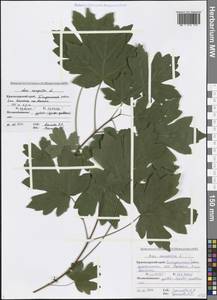 Клен полевой, Клен равнинный L., Кавказ, Черноморское побережье (от Новороссийска до Адлера) (K3) (Россия)