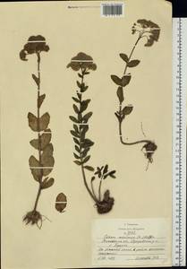 Очитник большой (L.) Holub, Восточная Европа, Московская область и Москва (E4a) (Россия)