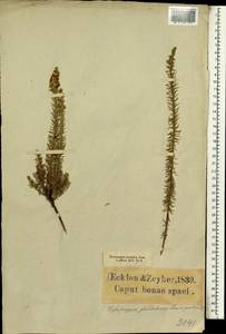 Myrovernix glandulosus Koek., Африка (AFR) (ЮАР)