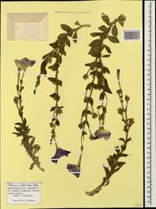 Petunia ×atkinsiana D. Don ex Loudon, Кавказ, Краснодарский край и Адыгея (K1a) (Россия)