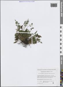 Криптограмма Радде (Fomin) Fraser-Jenk., Сибирь, Дальний Восток (S6) (Россия)