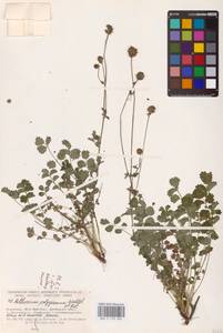 Poterium sanguisorba subsp. sanguisorba, Восточная Европа, Южно-Украинский район (E12) (Украина)