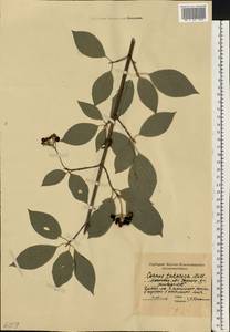 Кизил белый, Свидина белая L., Восточная Европа, Московская область и Москва (E4a) (Россия)