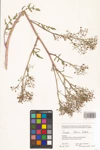 Катран татарский Sebeók, Восточная Европа, Южно-Украинский район (E12) (Украина)