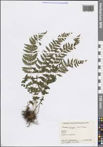 Вудсия ломкая (Trev.) Moore, Кавказ, Краснодарский край и Адыгея (K1a) (Россия)