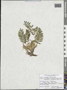 Астрагал пушистоцветковый (DC.) Soó, Восточная Европа, Центральный лесостепной район (E6) (Россия)