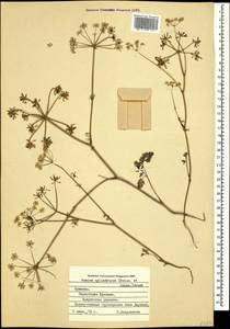 Elwendia cylindrica (Boiss. & Hausskn.) Pimenov & Kljuykov, Кавказ, Армения (K5) (Армения)