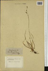 Carex ferruginea Scop., Западная Европа (EUR) (Неизвестно)